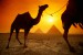 egypt[1]camel